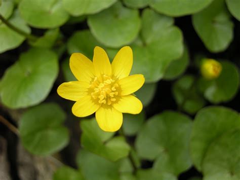 gul blomma i vatten